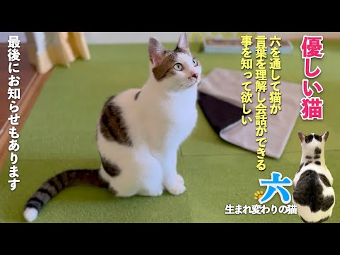 【優しい猫】六を見て猫が言葉を理解して会話できることを知って欲しい。「お知らせ」もあるよ | [生まれ変わりの猫] 六 (Roku)