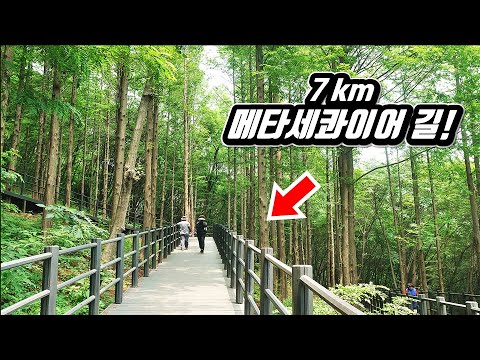 The Forest Trekking Course in Seoul, Korea