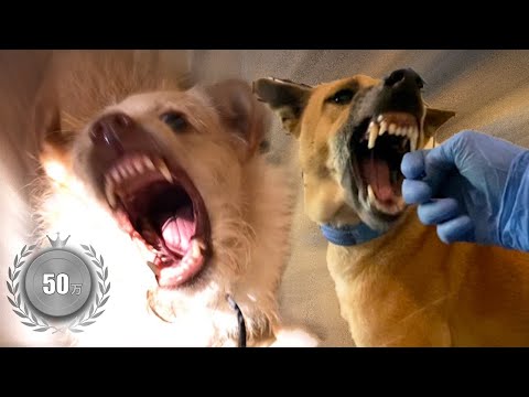 【完全版】虐待を受け人間に攻撃的になってしまった犬をトレーニングした結果...