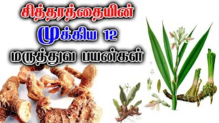 சித்தரத்தை - யின் முக்கிய மருத்துவ பயன்கள் - Chitharathai Important Usage In Tamil