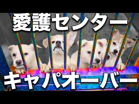 【過去最大級】殺処分されない世界を作るために愛護センターから犬を引き取り続ける