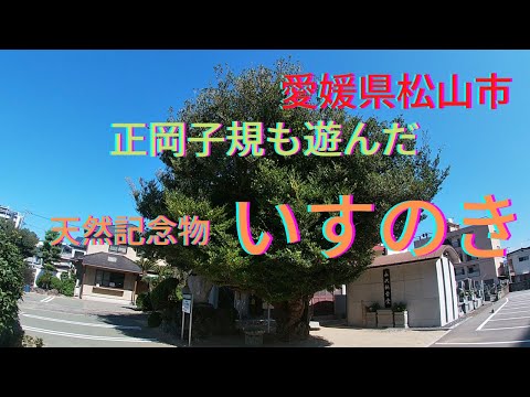 【穴場スポット】正岡子規も詠んだ「薬師寺のイスノキ」の巨木【愛媛県松山市】