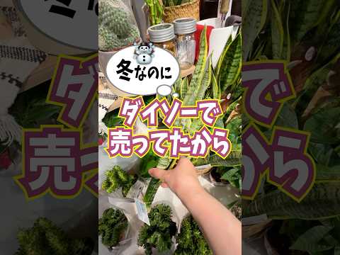 ダイソーで冬なのにサンセベリア買っちゃった！どうすればいい？ #観葉植物 #plants #houseplants #ダイソー