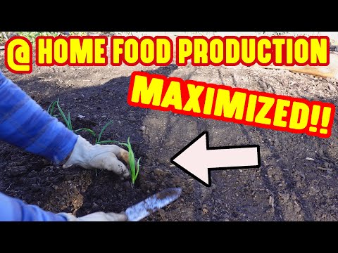 Simple Ways to MAXIMIZE a Gardens Growing Potential to GROW MORE FOOD at Home!