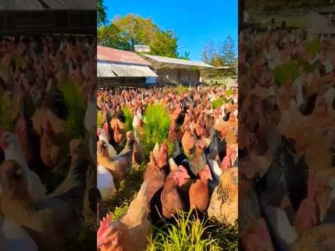 free range chicken farming #chicken #hen #farm