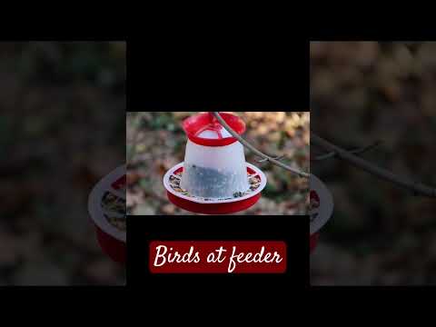 BIRDS AT FEEDER