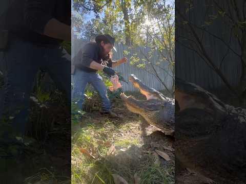 Pops the Alligator Chomps a Chicken! #shortsfeed #youtubeshorts #alligator