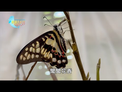 【宜蘭蘇澳】青斑鳳蝶長成記| 環境保護| 美麗心台灣(440)