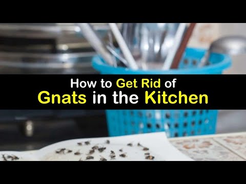 How to Get Rid of Gnats in the Kitchen | The Guardians Choice