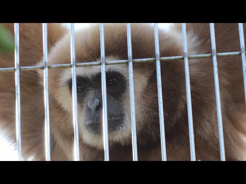 Ai and Kotetsu living together　 Ichikawa City Zoo Gibbon 202412