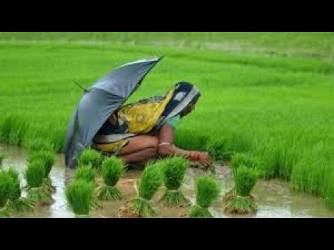 Chhattisgarh Status 💙 || CG Nature|| छत्तीसगढ़