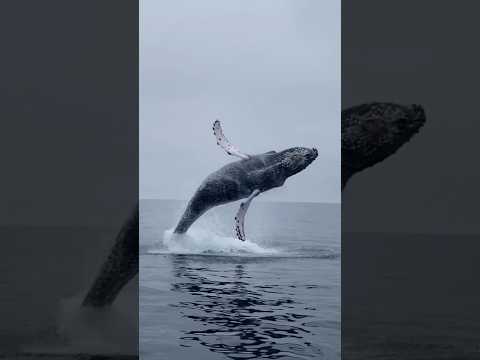 One of the most epic Humpback Whale breaches you will ever see! #whale