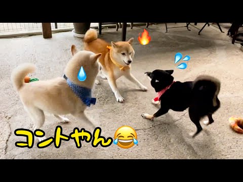 興奮してもコントのような柴犬たちがかわいいw