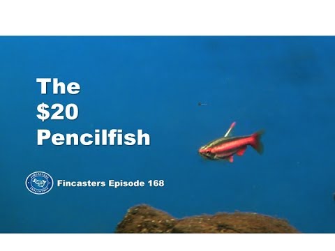 The $20 Pencilfish in the Tannin Aquarium Fincasters Episode 168