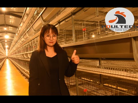 150 THOUSAND Chicks Farm H Type Cages With A Modern High Technology Equipment.