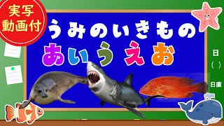 【海の生き物あいうえお】子供向け　うみのいきもののなまえをおぼえよう！サメ、クジラ、アザラシ、タコなど【実写動画】