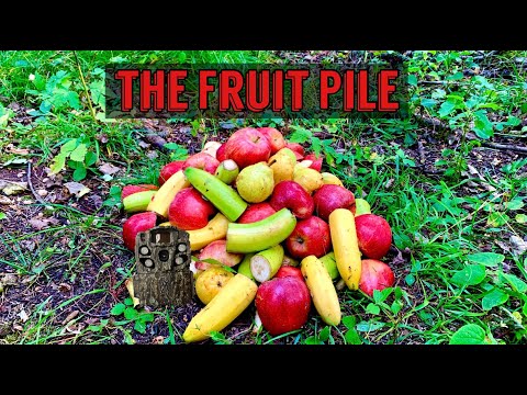 We Left a PILE OF FRUIT in the Woods. Heres what happened! Trail Camera: The Fruit Pile