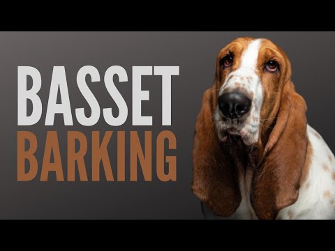 Basset Hound Barking - Who Wouldn't Bark Back