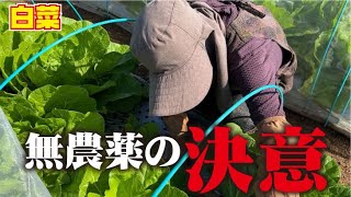 【さらば農薬】今年は白菜は完全無農薬栽培にします！