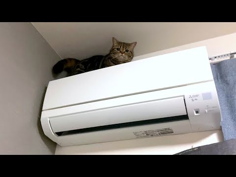 短足なのにエアコンの上まで登るのを覚えちゃった猫…