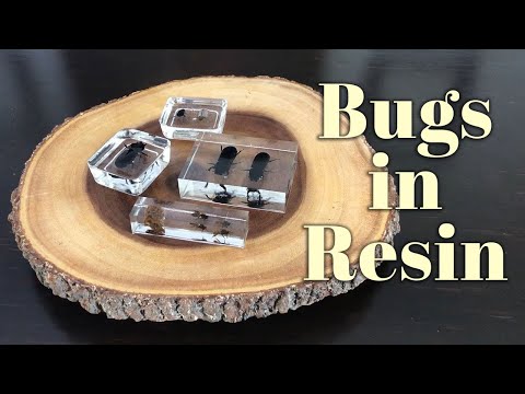 Making A Bug Collection in Resin