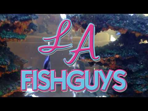 Coral Frag Tank, LA Fishguys, Episode 159, part 7 Programming GHL Mitras LED Lights