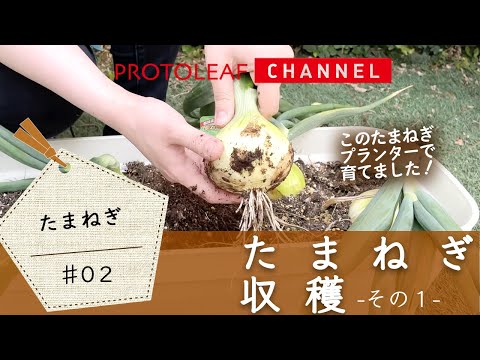 【玉ねぎ#02】玉ねぎの収穫ーその１ー【プランターで育てる】