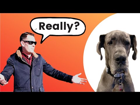 RIDICULOUS Questions & Comments Great Dane Owners Hear!