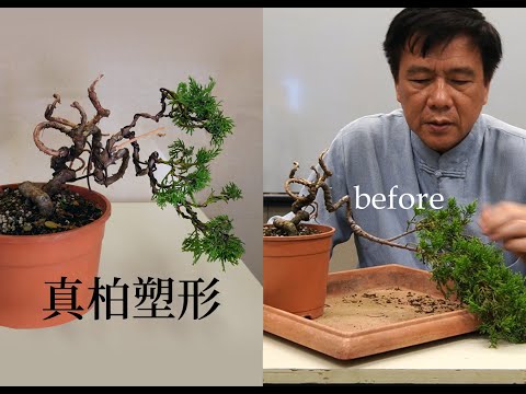 夏∣真柏塑形創作-1∣半懸崖樹型 ◤林慶祥盆景藝術教學◢ Juniperus chinensis var. Bonsai in Taiwan