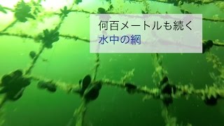 あなたに見られたくない、サーモン養殖産業の真実。