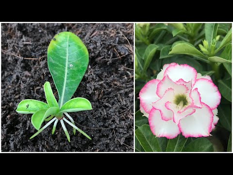 Planting desert roses this way suddenly sprouts and roots quickly