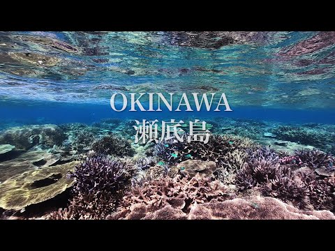 Snorkeling at a beautiful coral reef and crevasse in Sesoko Island, Okinawa｜シュノーケリング＠沖縄の瀬底島