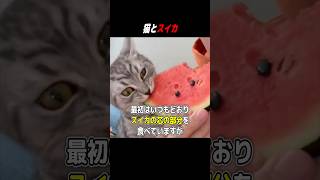 猫とスイカ #shorts