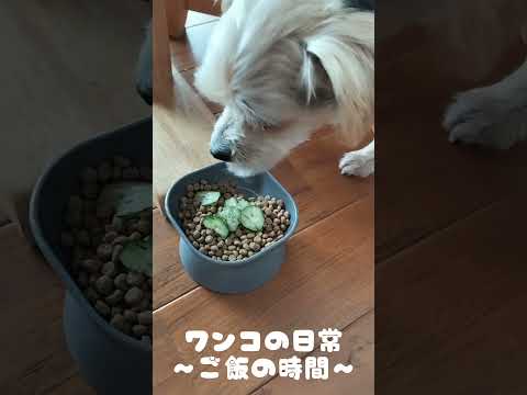 【ワンコの日常】3匹仲良くご飯の時間♪並んでご飯を食べるかわいいワンちゃん達♪