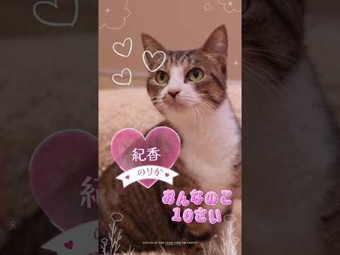 【譲渡動物紹介】紀香01 #shorts #猫 #cat #川崎市 #animamallかわさき #保護猫 #動物保護施設 #猫のいる暮らし