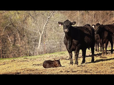 Calfnapping - Calf Abduction Season Is Here!