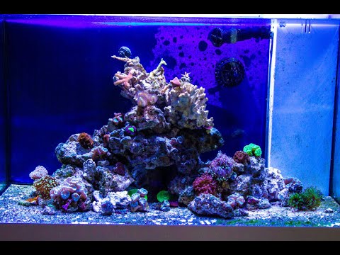 Tony Nguyen: Reef Tank Video 8-26-20