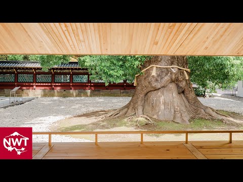 Meditation Pavilion at Ueno Tosyogu Shrine - Vlog EP1