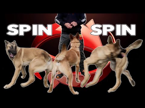 Teach Your DOG to SPIN around LEFT and RIGHT