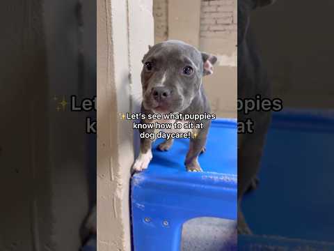 Let’s see what puppies know how to sit at dog daycare! #puppies #puppy #dogshorts