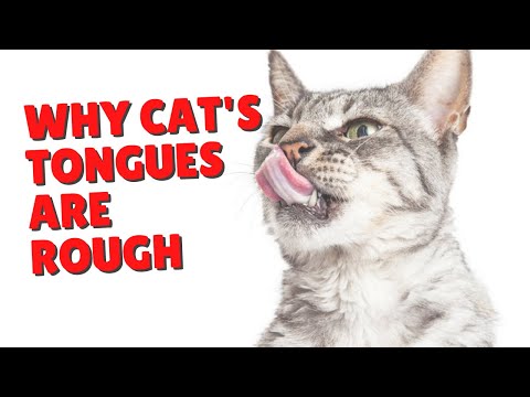 Why Cats’ Tongues Are Rough | Two Crazy Cat Ladies #shorts