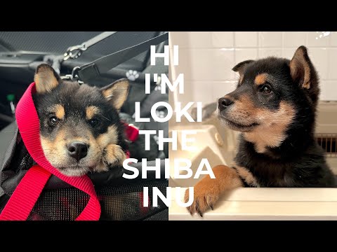 🐶LOKI THE SHIBA INU: MY NEW PUPPY | 10 weeks old going to the vet | 黑柴犬芝麻卷日記