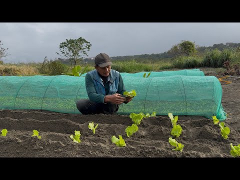 【抽苔福山萵苣】裸根苗移植怎麼樣更輕鬆