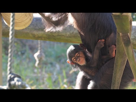 Sijimi looks happy because she doesn't have to rock herself.　Tama Zoo Chimpanzee 202412