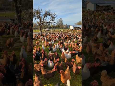 Big pastured poultry farm #pastureraised