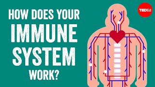 How does your immune system work? - Emma Bryce