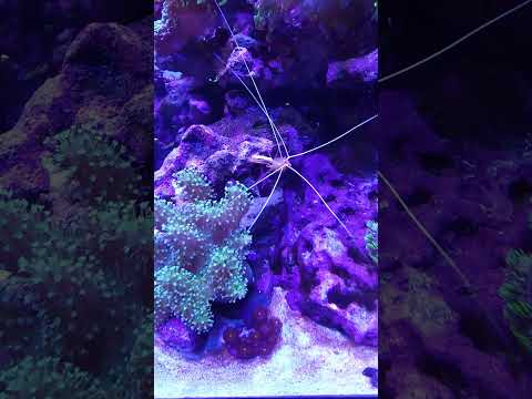 REEF LX corals looking happy!