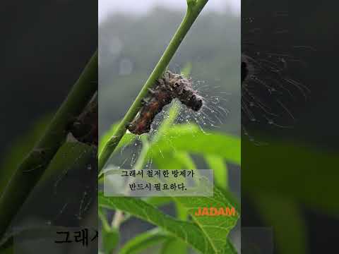 The Ruthless-Looking Pine Arches Moth Appears on Various Fruit Trees! 솔버짐나방 여러 과수에 출연! #jadam