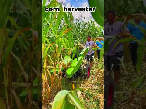 It’s really easy to have a corn harvester.#agricultural#machinery #agriculture#branch#farming#nature