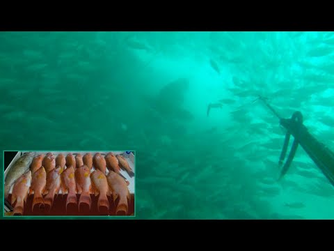 HUGE GROUPER ALMOST GOT ME..... HOGFISH EVERYWHERE!! CATCH CLEAN COOK